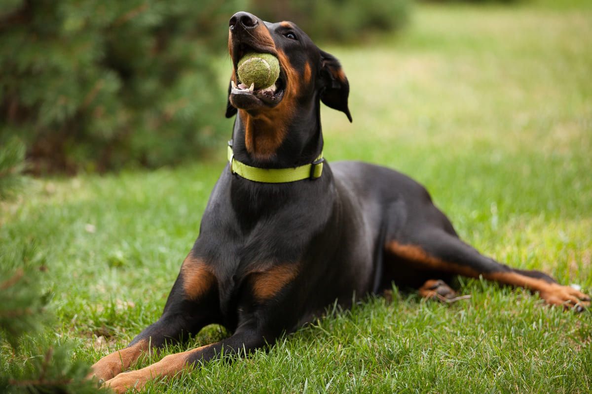 ağzında tenis topu tutan doberman pinscher