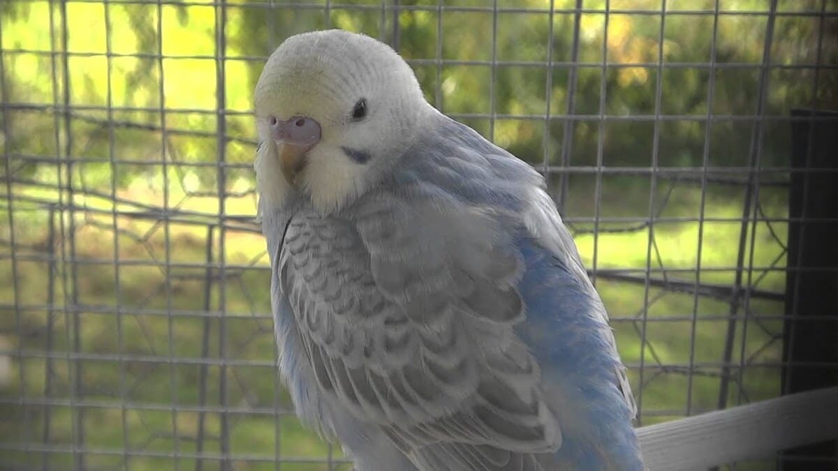 kafeste opaline muhabbet kuşu