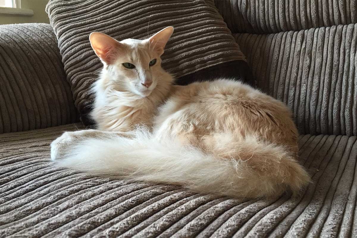 uzun tüylü büyük kulaklı kedi