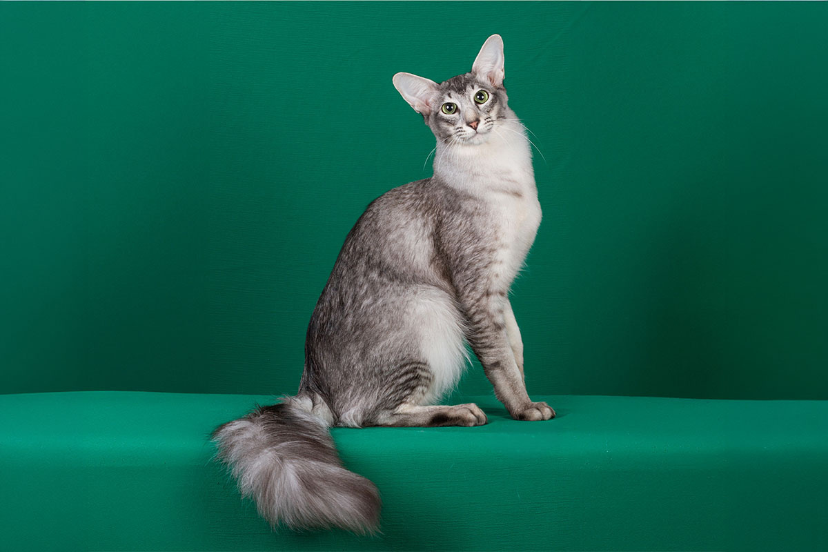 büyük kulaklı gri tüylü kedi