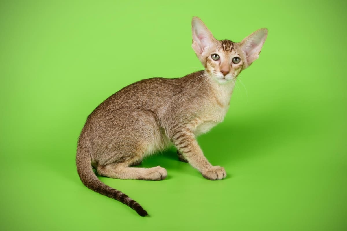 büyük kulaklı kedi