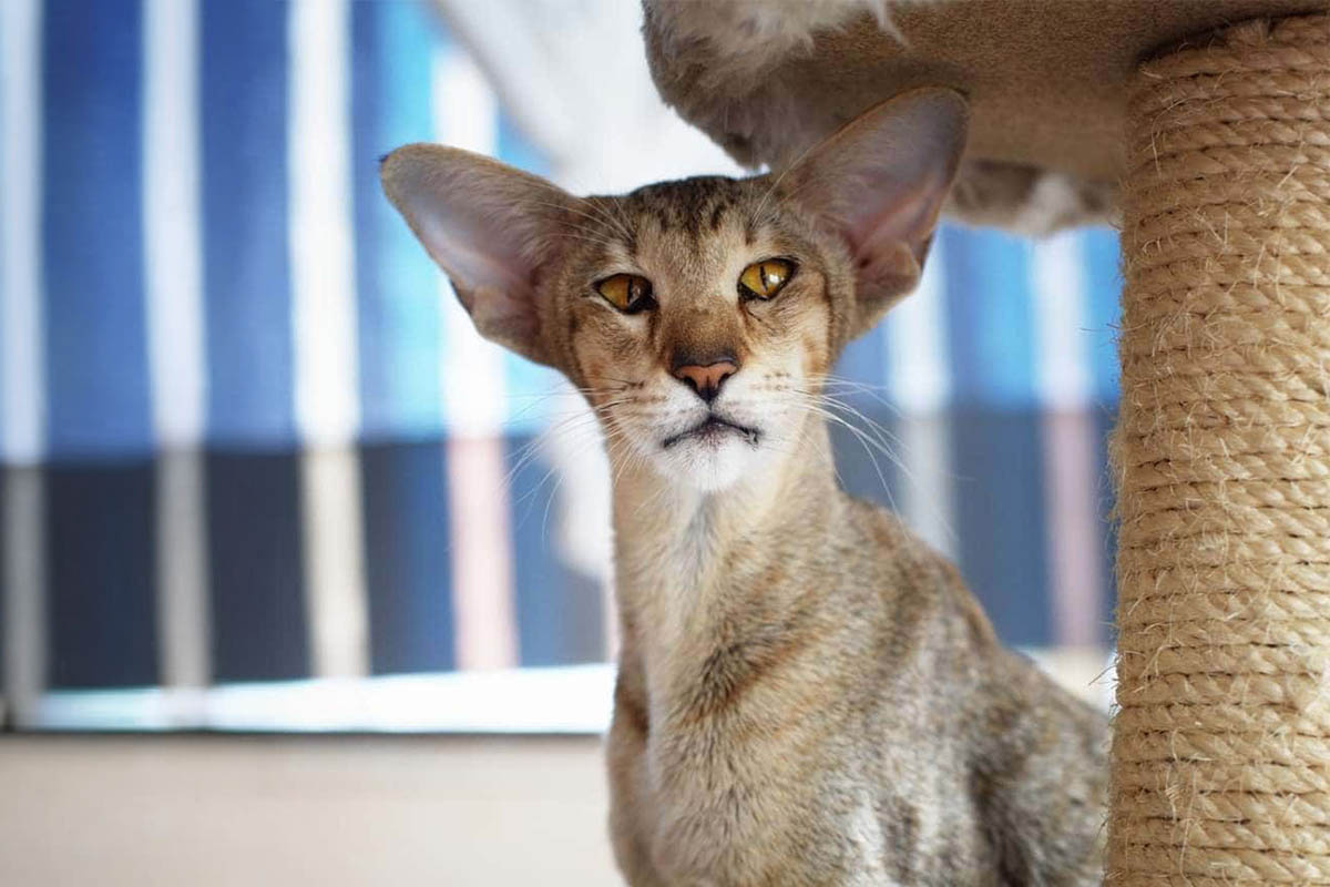 tırmalama tahtasınının yanında duran büyük kulaklı kedi