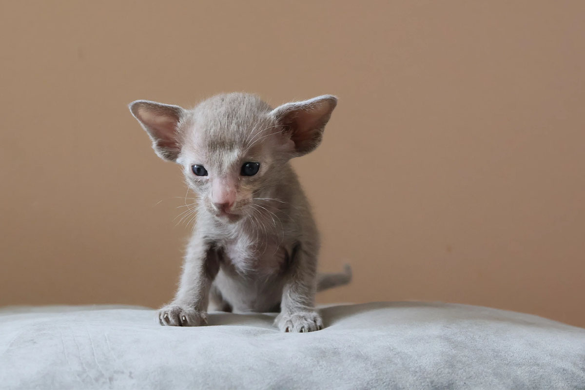 gri yavru büyük kulaklı kedi