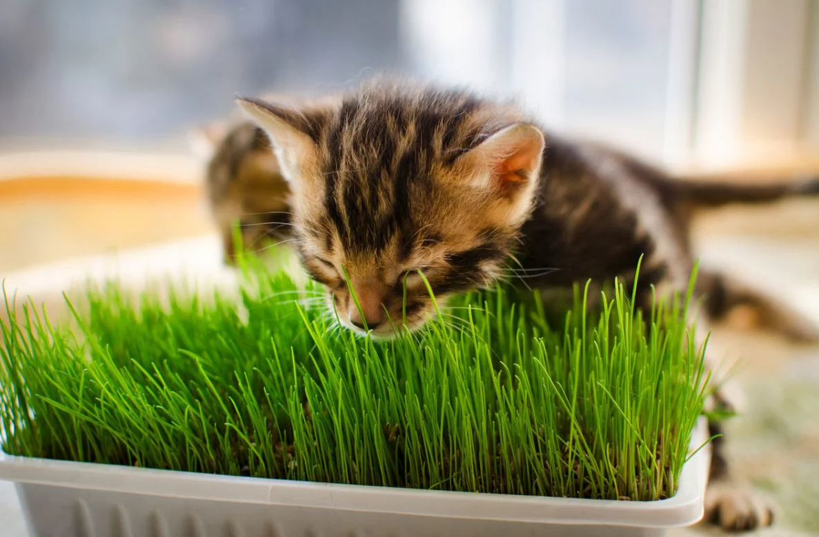 kedi çimi yiyen yavru kediler
