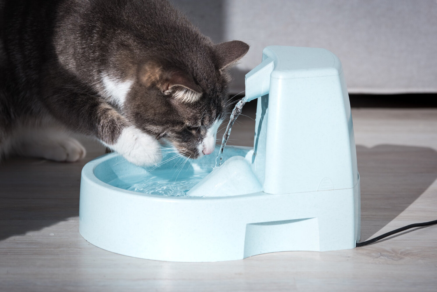otomatik su kabından su içen kedi