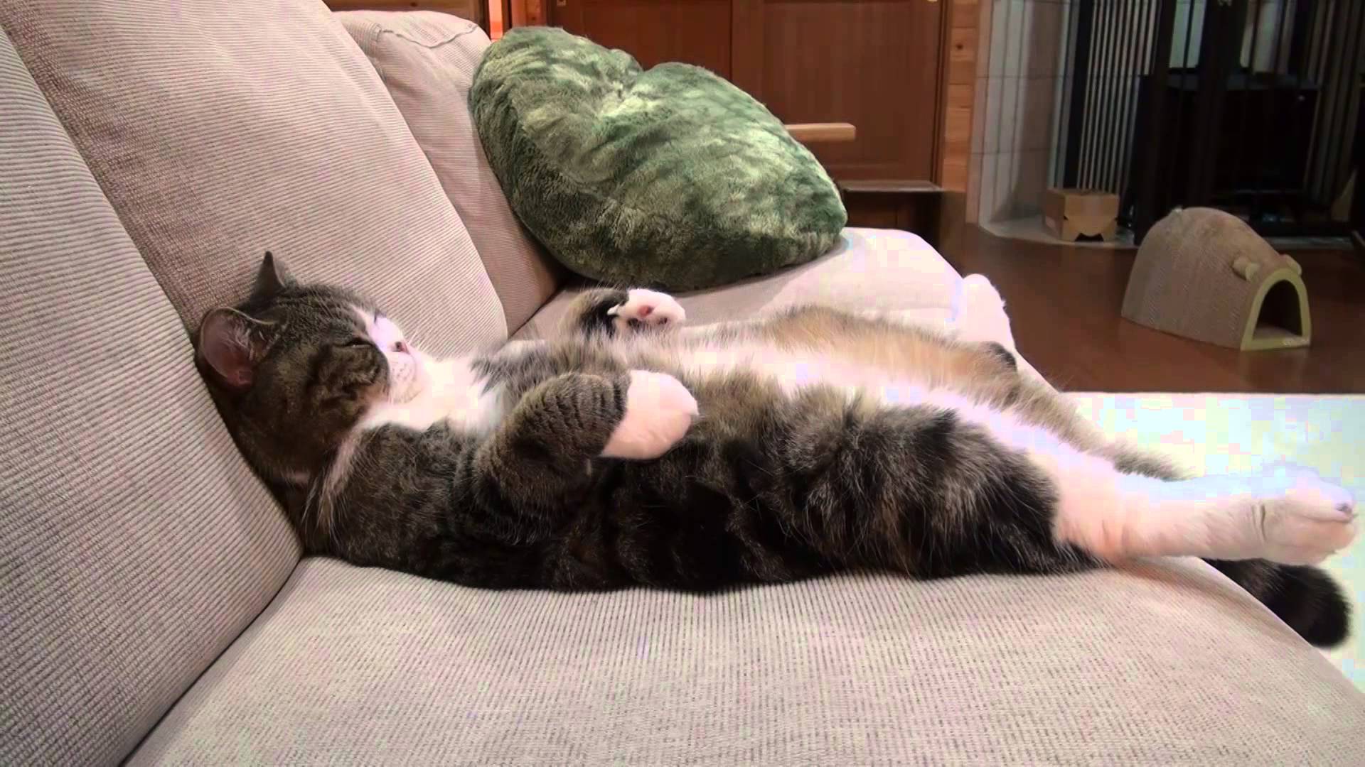koltukta oturarak uyuyan kedi