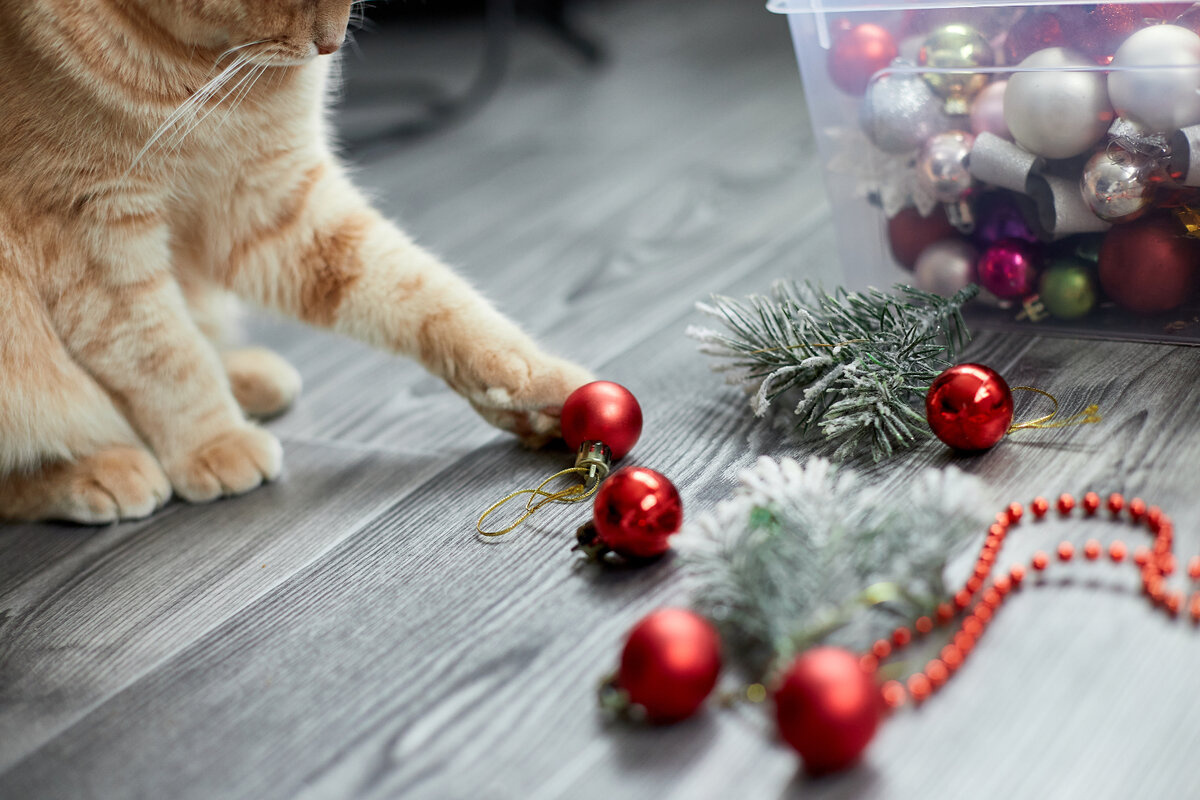 yılbaşı süsleri ile oynayan kedi 