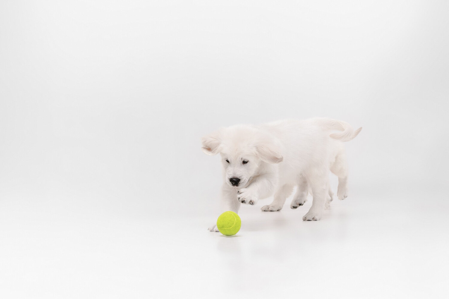 tenis topu ile oynayan yavru köpek