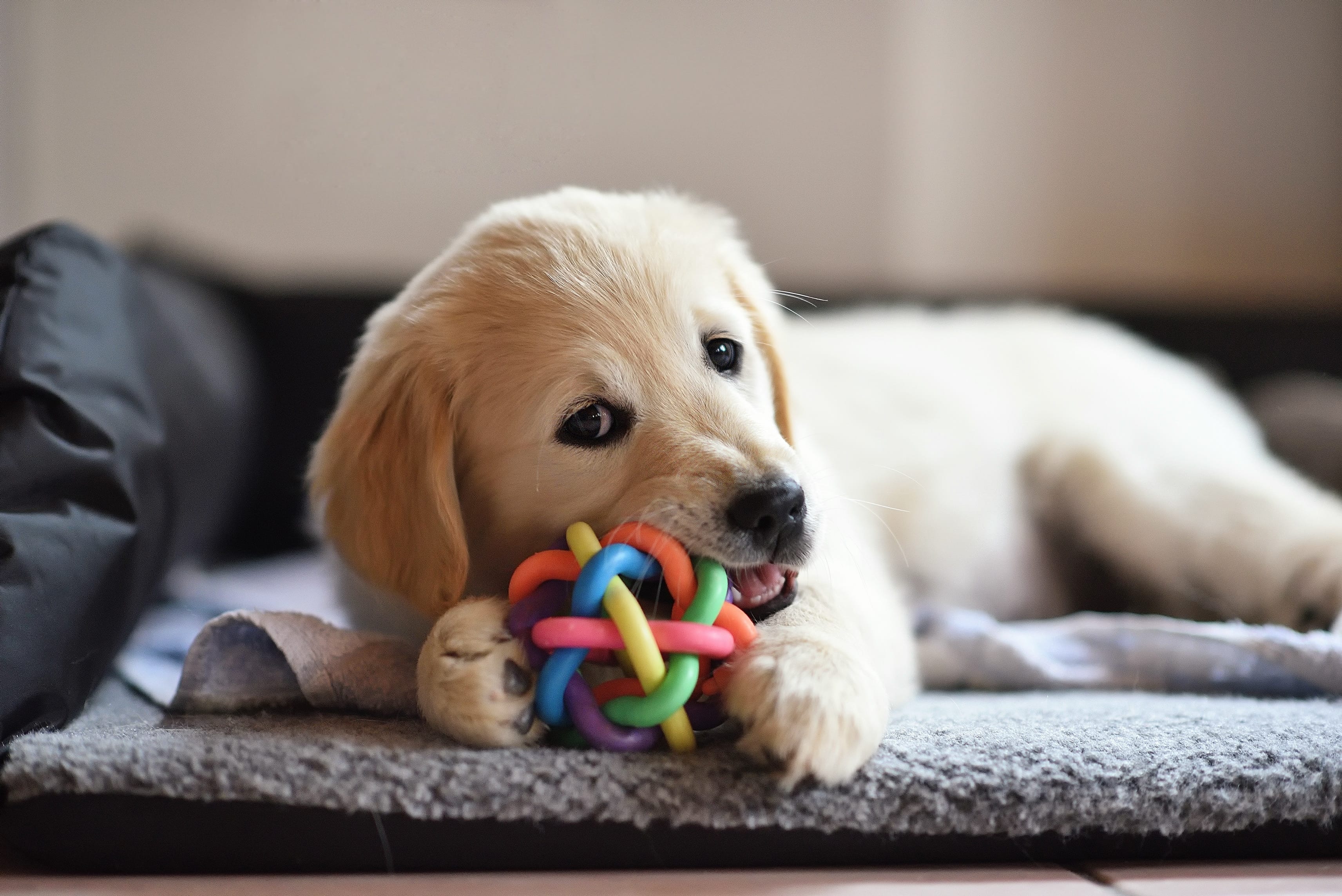 oyuncağı ile dişlerini kaşıyan yavru köpek