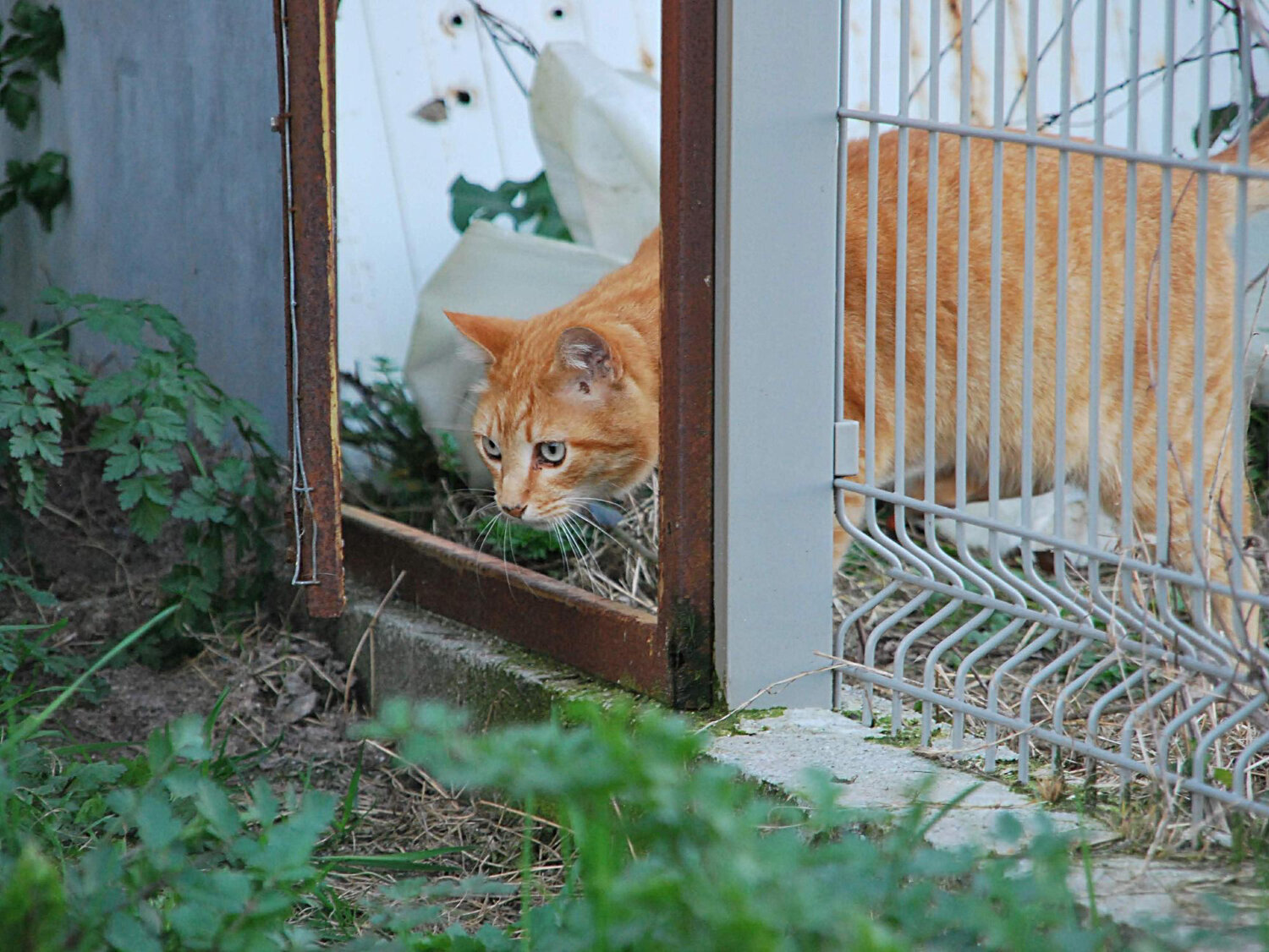 çitle çevrilmiş bahçe tuvaletinden çıkan kedi