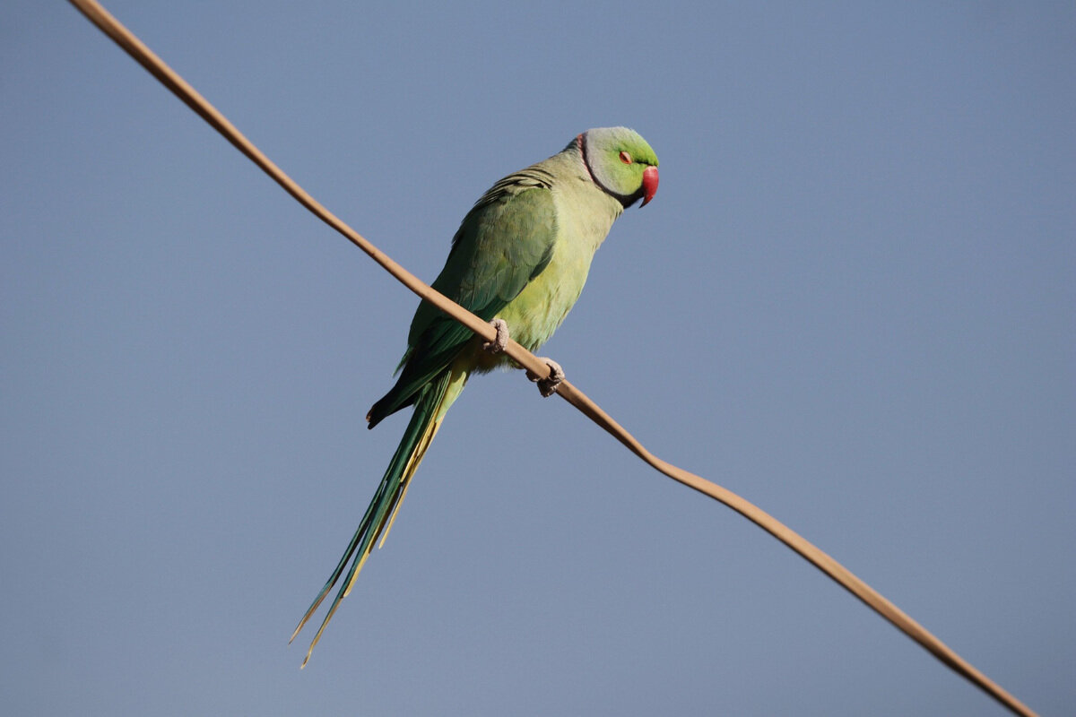 kabloda duran pakistan papağanı