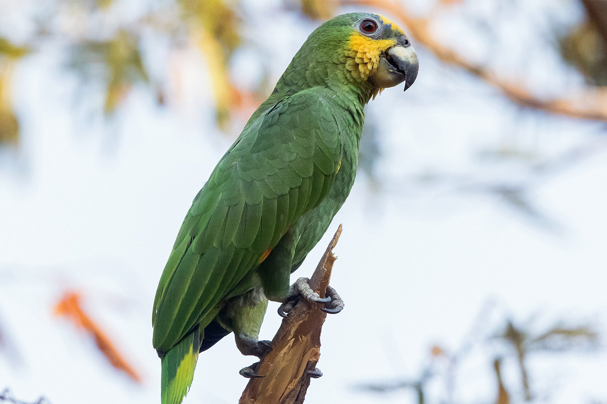 Dalda duran yeşil amazon papağanı
