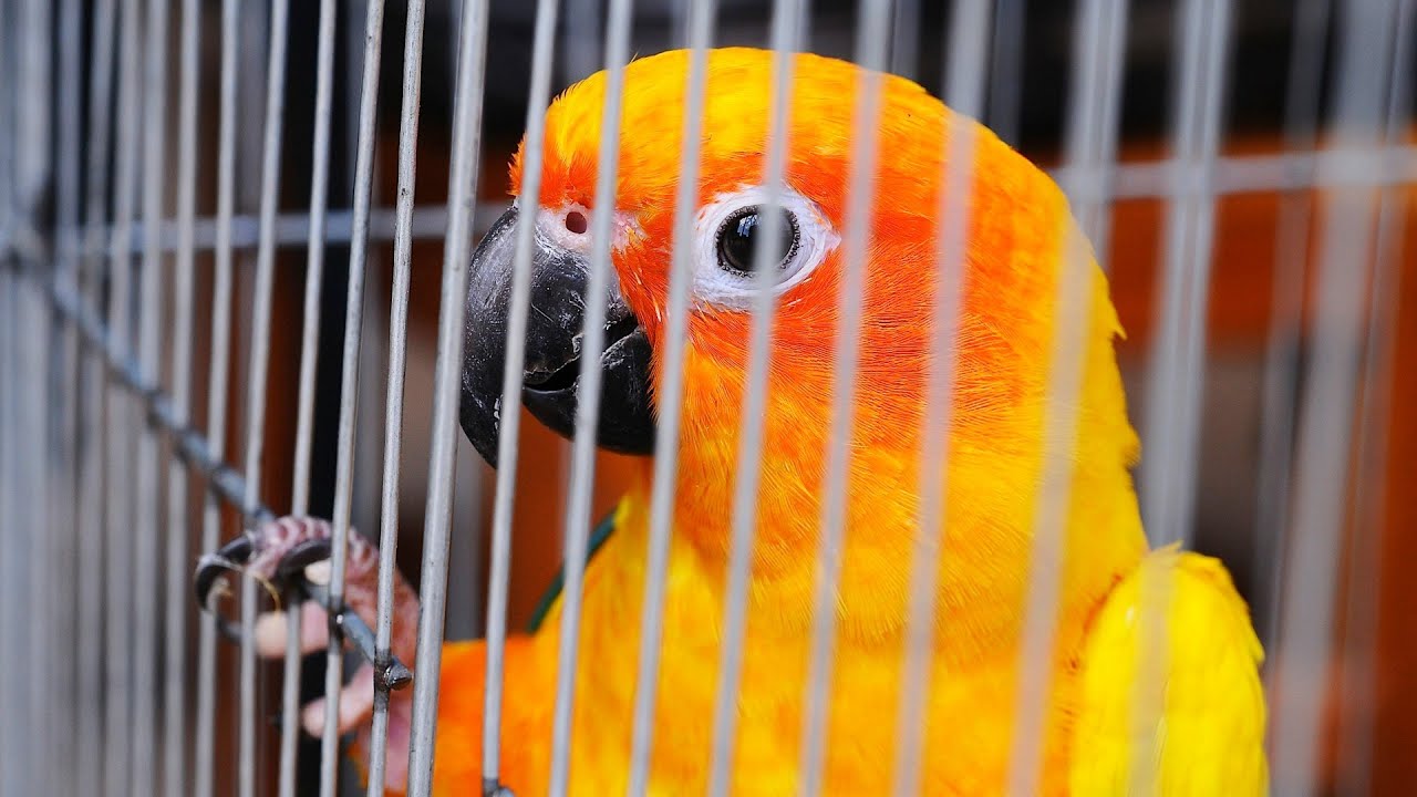 sarı turuncu renkli papağan kafeste