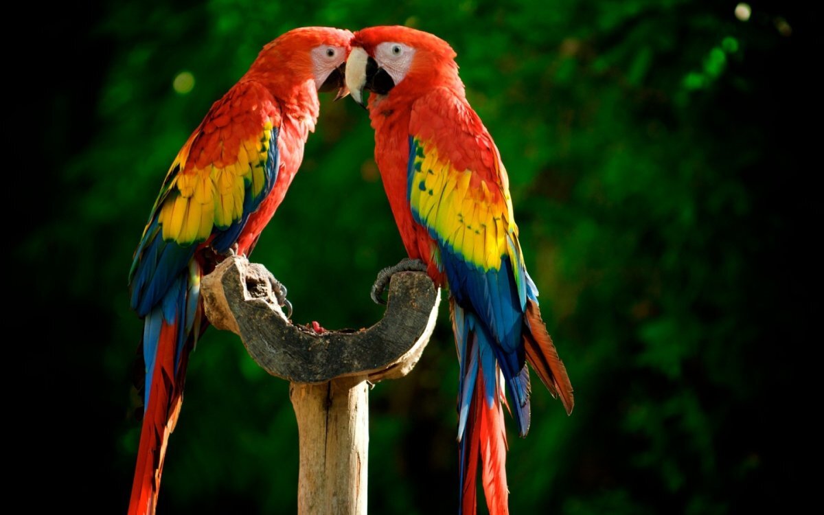 birbirlerine bakan iki macaw