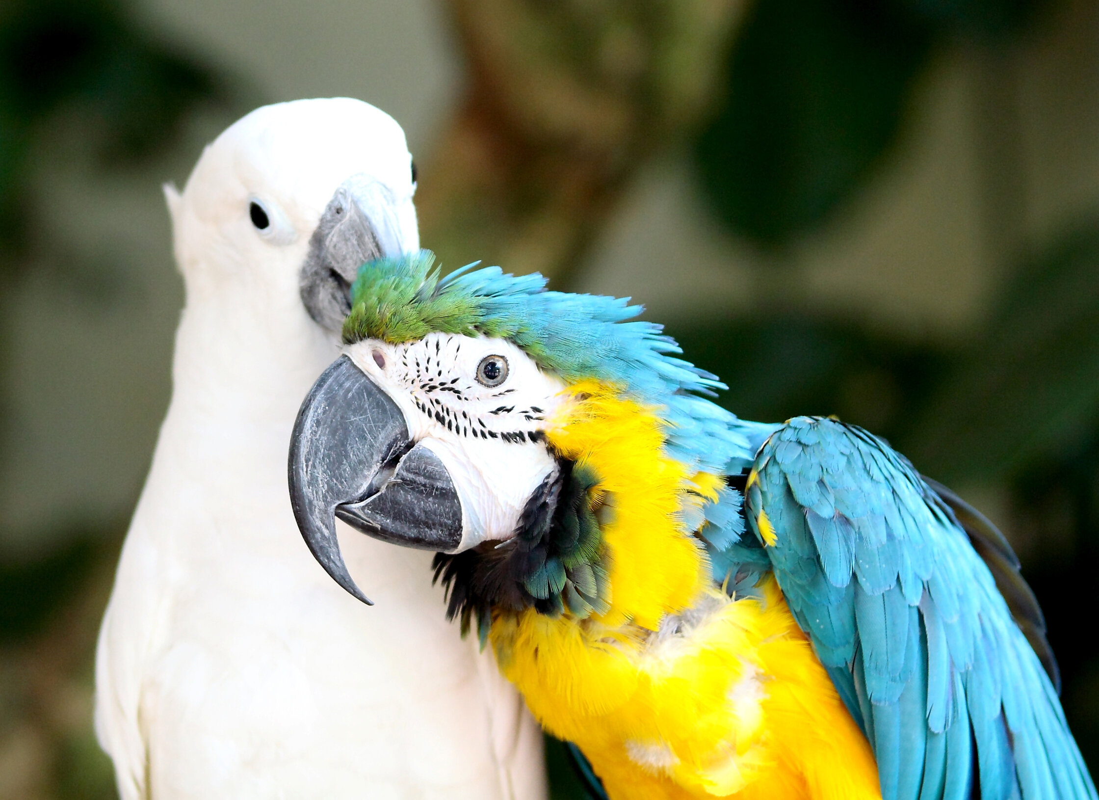 beyaz papağan renkli papağanın kafasını temizliyor