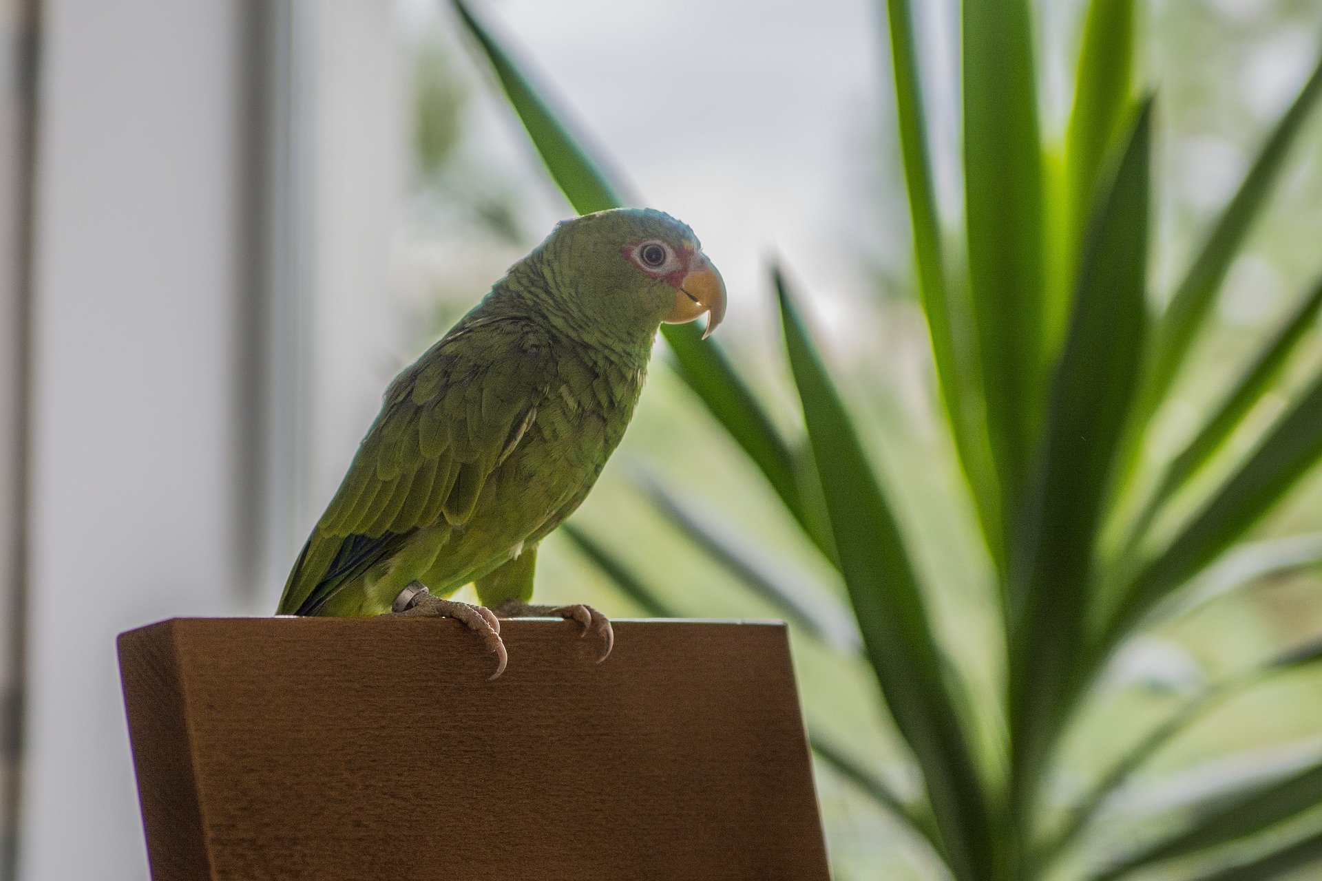 ahşap sandalye sırtında duran yeşil papağan