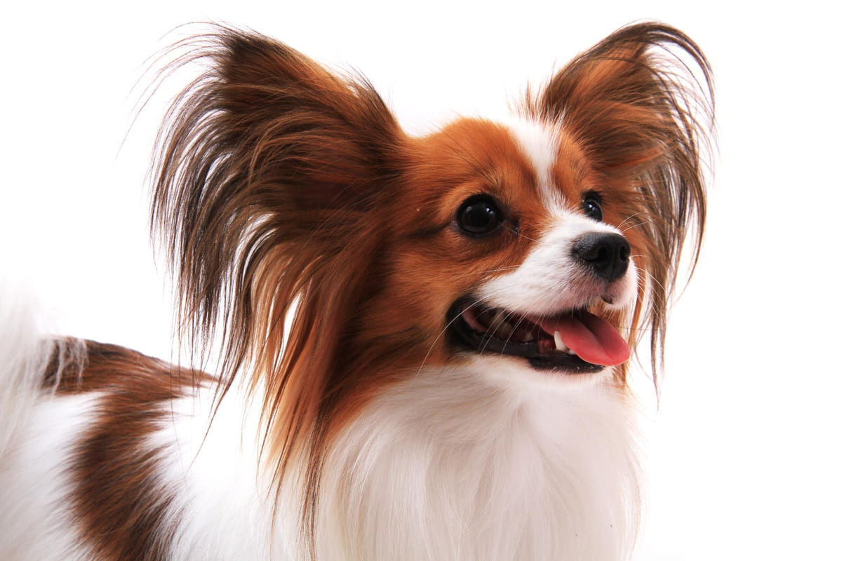 Papillon ırkı köpek