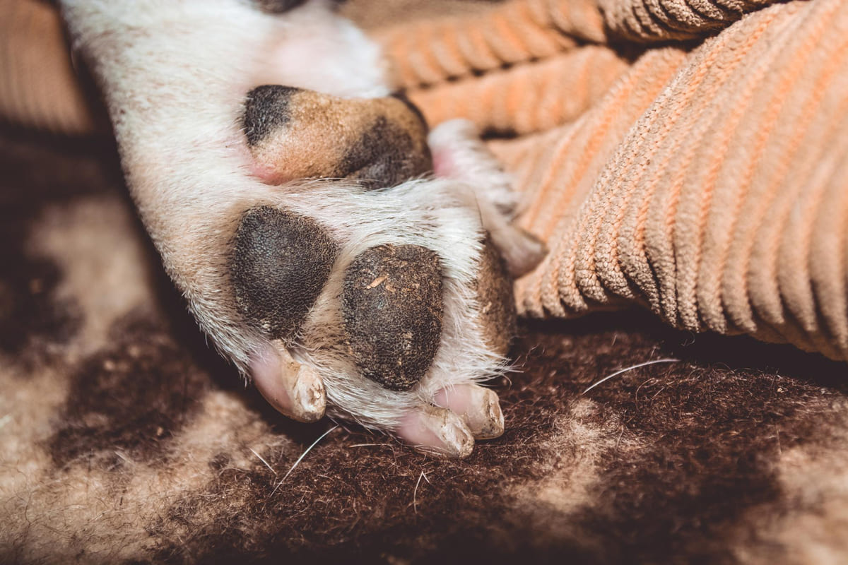 yastıkları görünen pati pedi