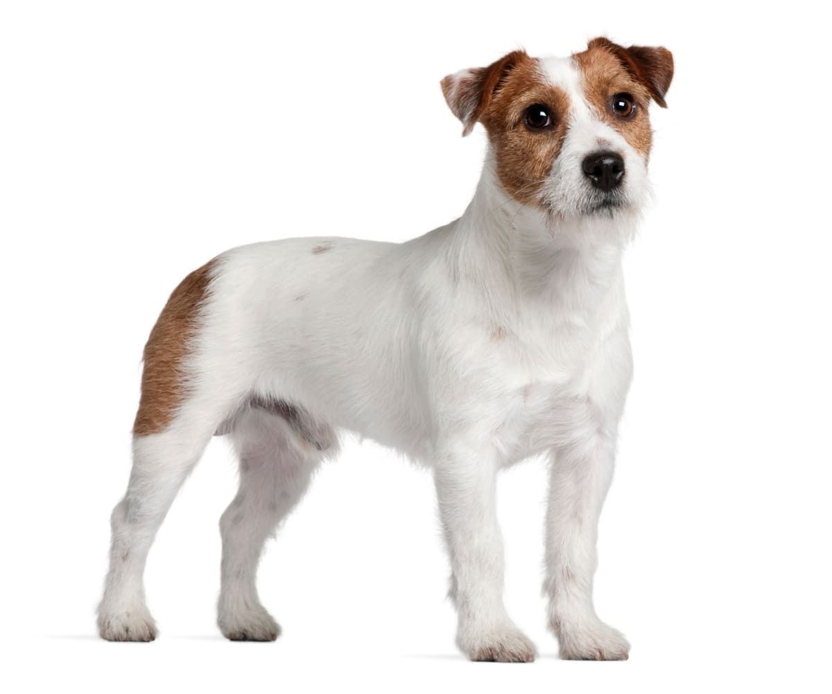 Parson Russell Terrier