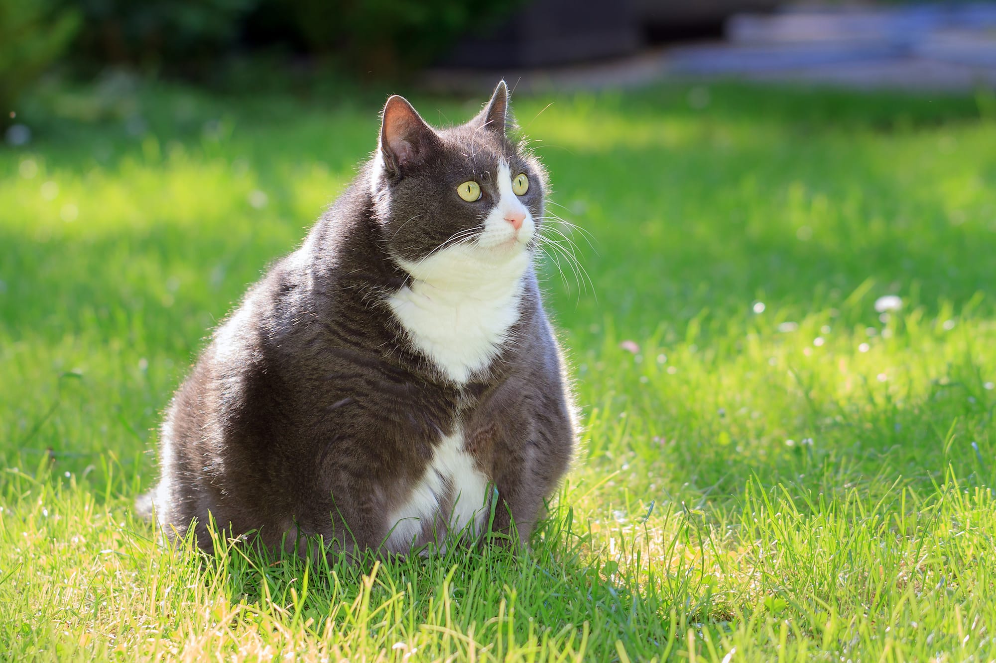 çimlerde duran fazla kilolu kedi