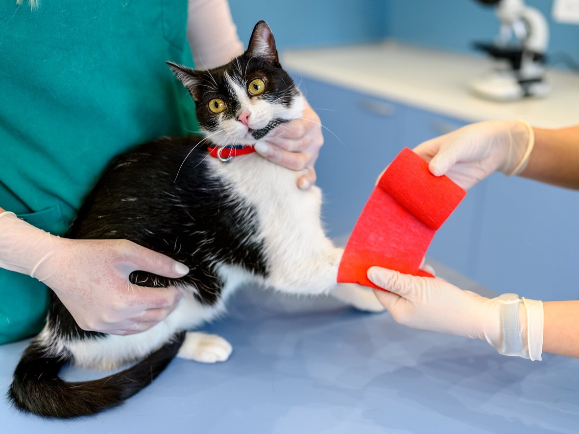 patisi tedavi edilen kedi