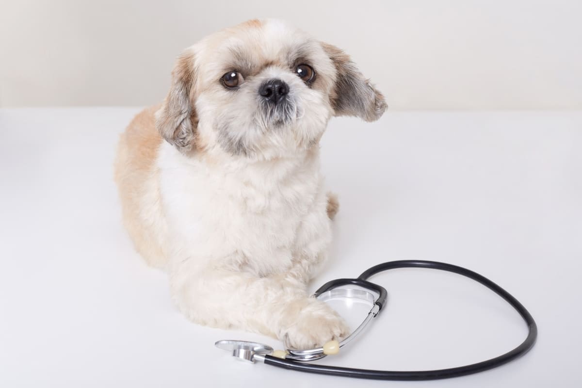 stetoskopa pati koymuş köpek