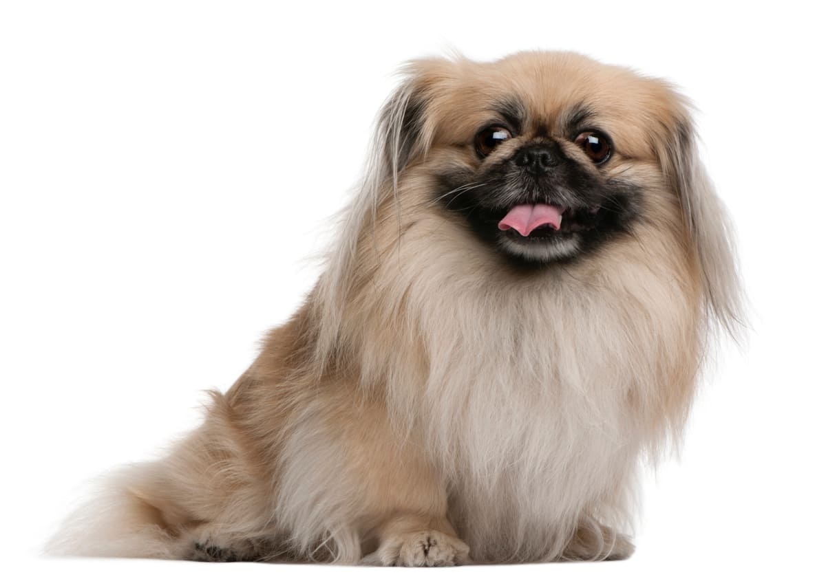 dili dışarıda duran Pekinez ırkı köpek