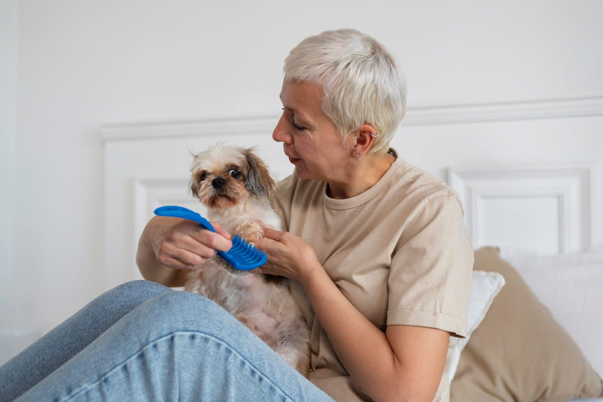 sahibinin kucağındayken tüy bakımı yapılan küçük köpek