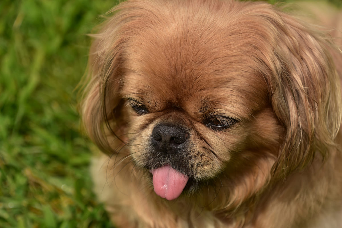 kızıl tüyleriyle göz alıcı bir güzelliğe sahip köpek