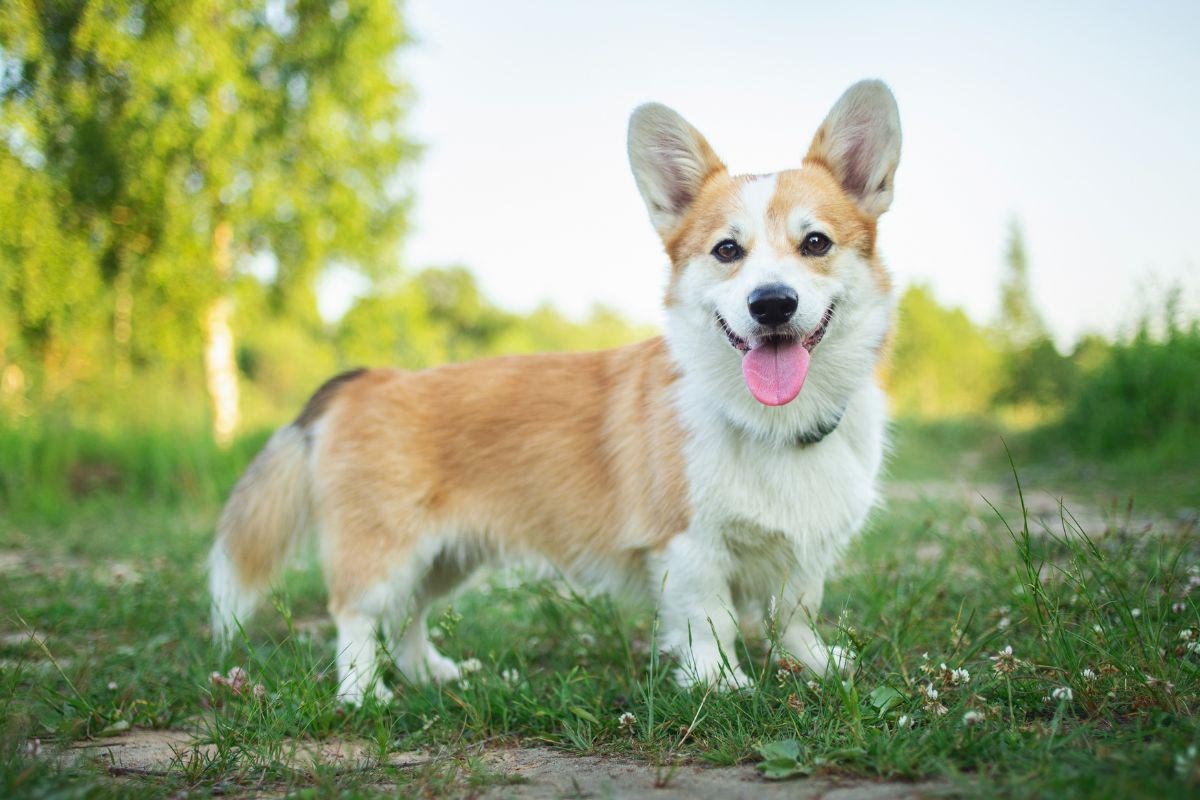 dili dışarıda Corgi kameraya bakıyor