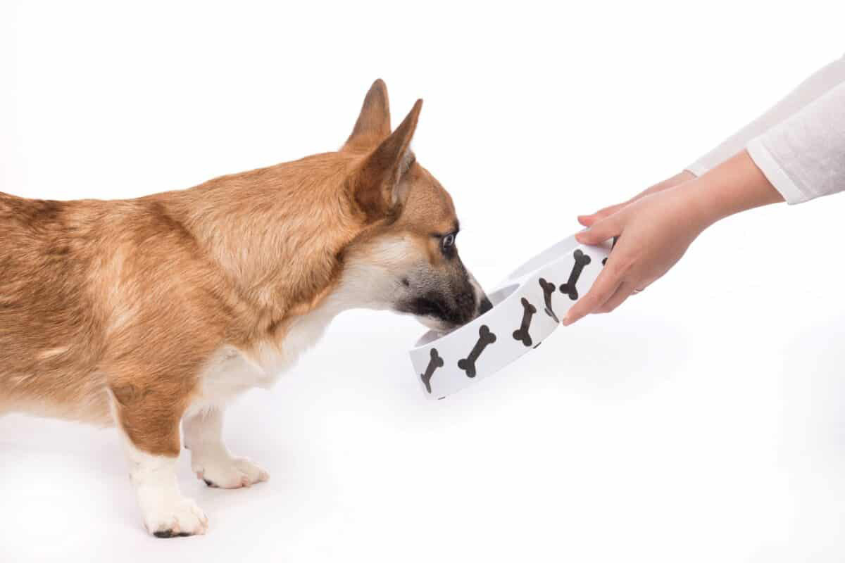 mama kabına burnunu sokmuş küçük ırk köpek
