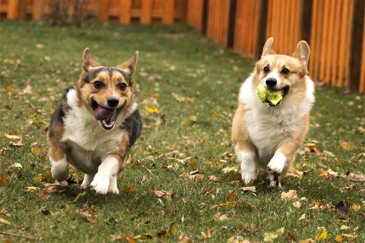 ağzında tenis topu tutan Corgi ve yanında çok renkli tüylere sahip köpek bahçede koşuyor