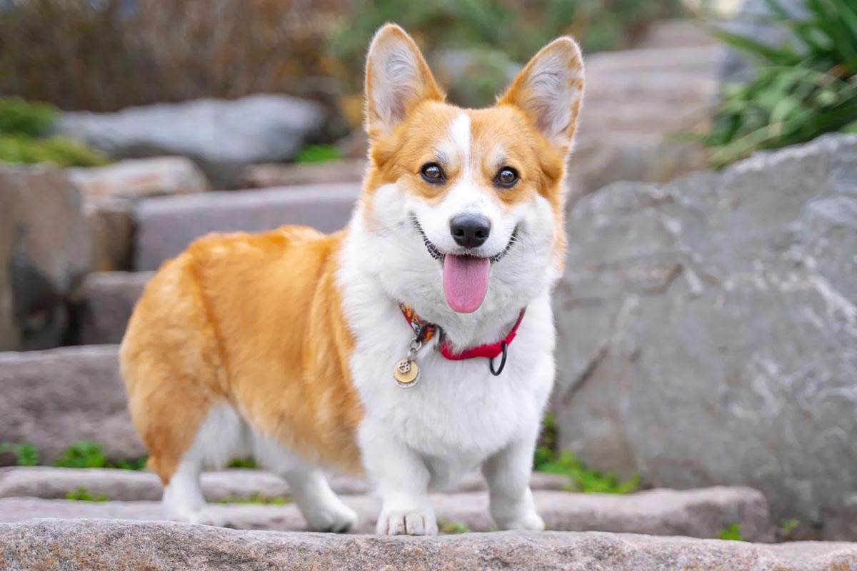 taşın üzerinde duran kırmızı tasmalı Corgi köpeği