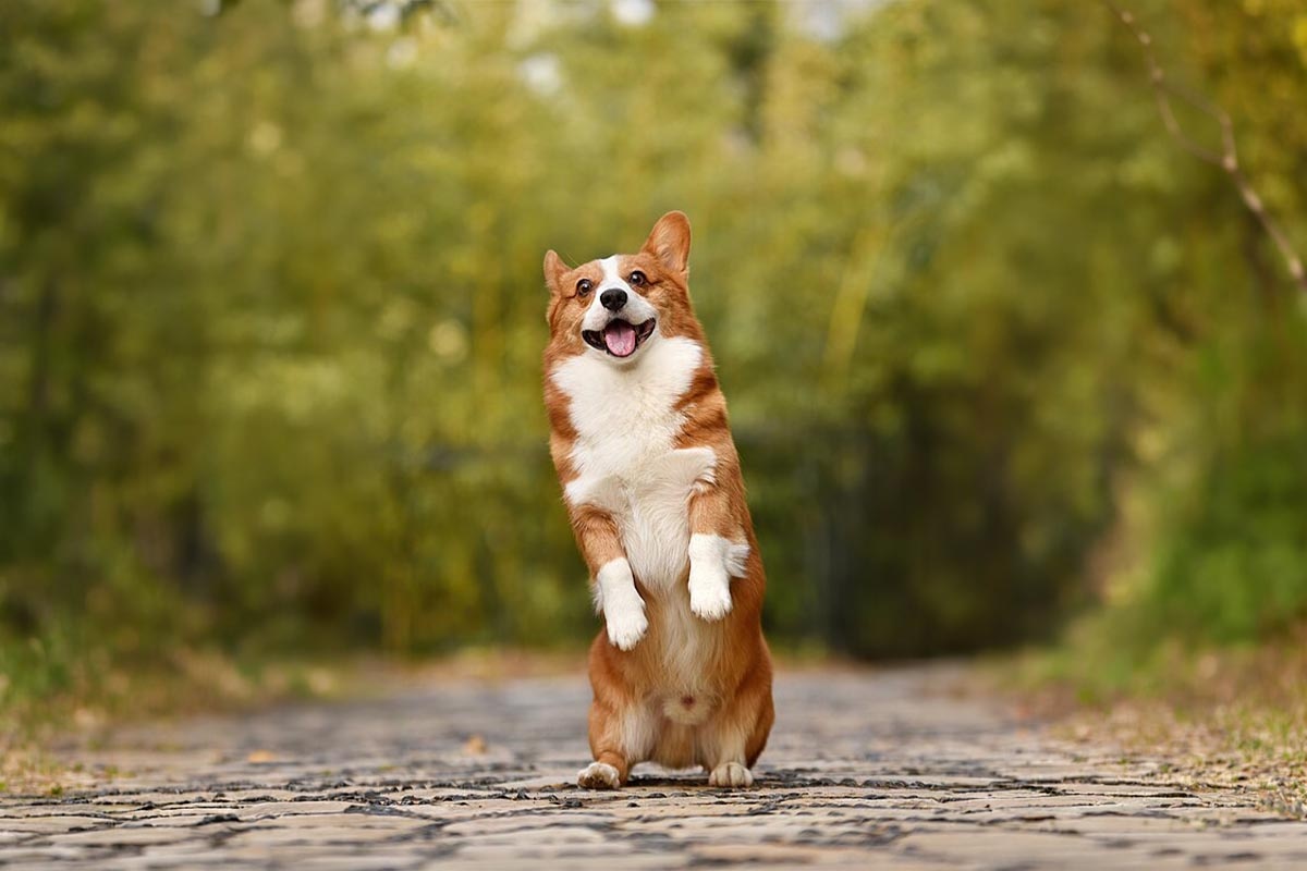 arka bacaklarının üzerinde yükselmiş Pembroke Corgi köpeği
