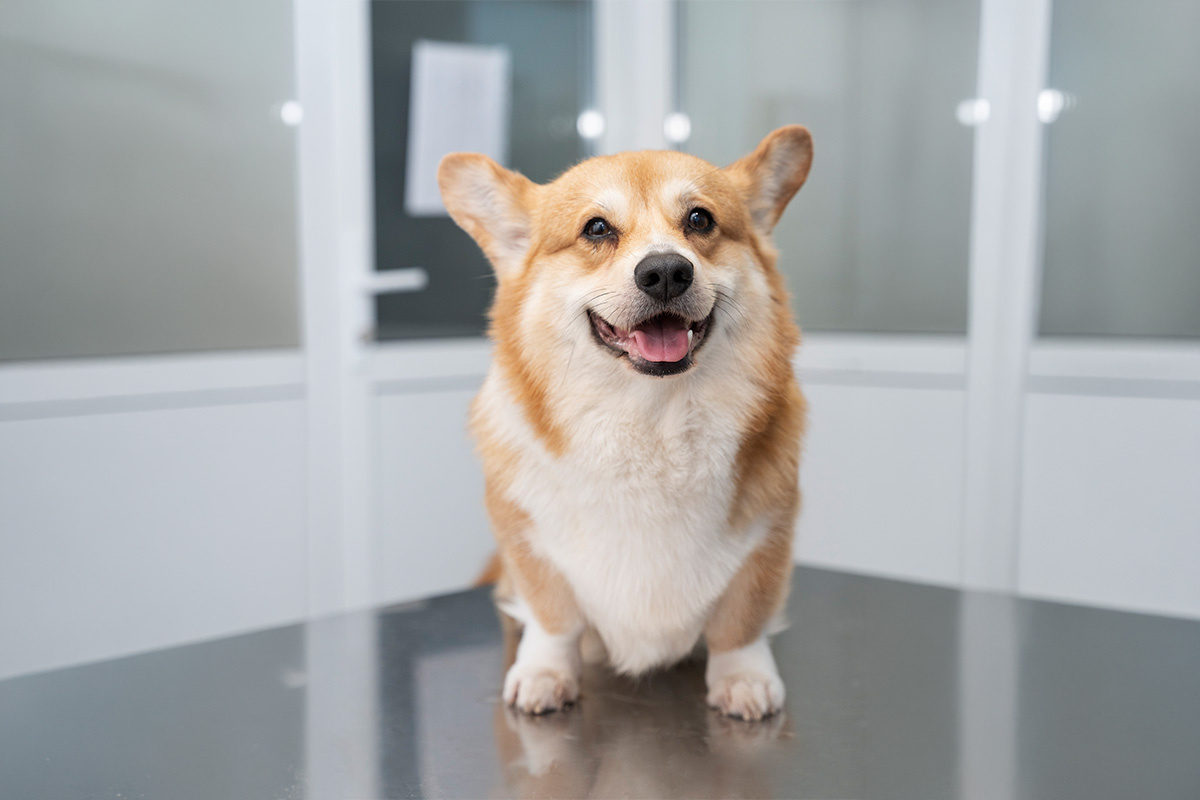 veteriner hekimde masa üzerinde duran Corgi köpeği