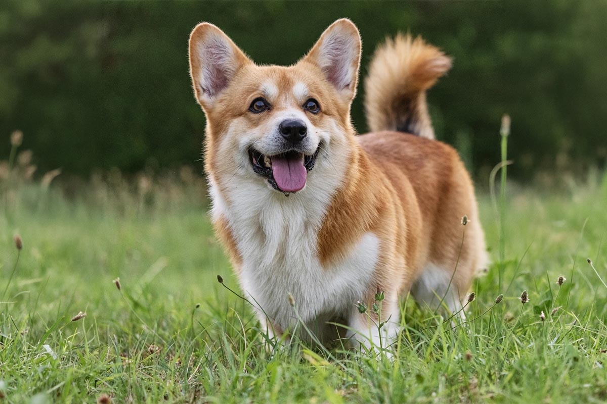 çimlerde duran ağzı açık dik kulaklı beyaz kahve tüylü köpek