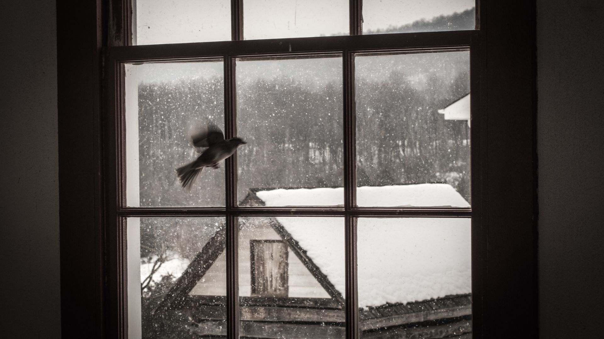 pencereye doğru uçan kuş