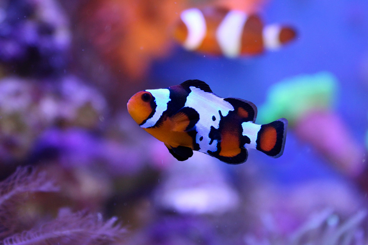 yukarı yönlü yüzen palyaço balığı