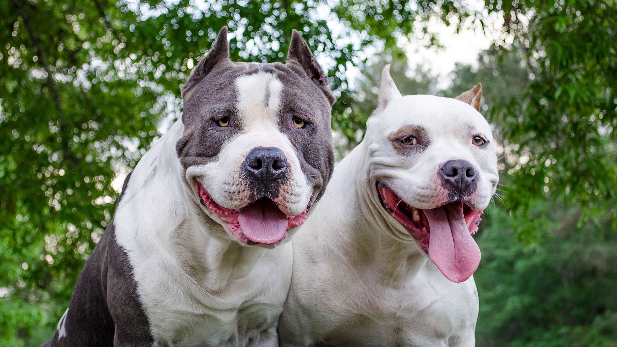 Все породы бойцовских собак с фотографиями и названиями