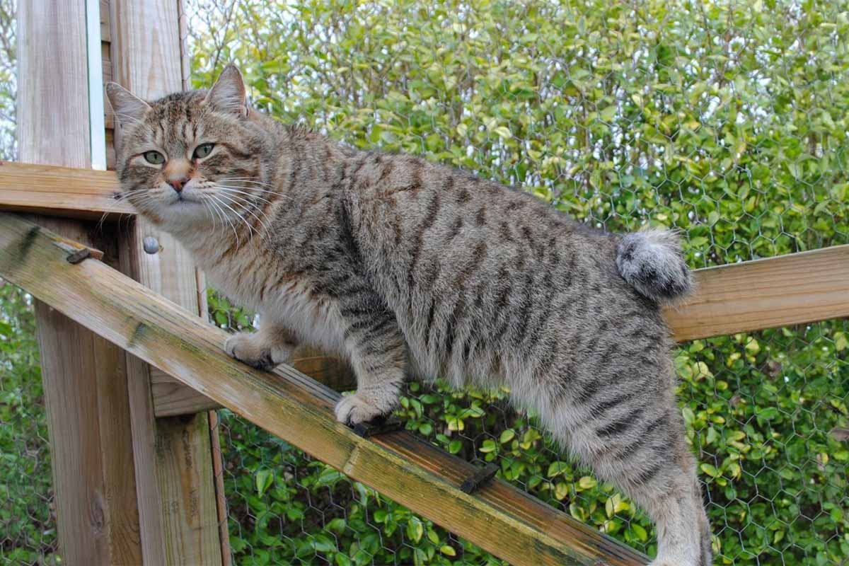 açık alanda tahtaya tırmanan kısa kuyruklu kedi kadraja bakıyor