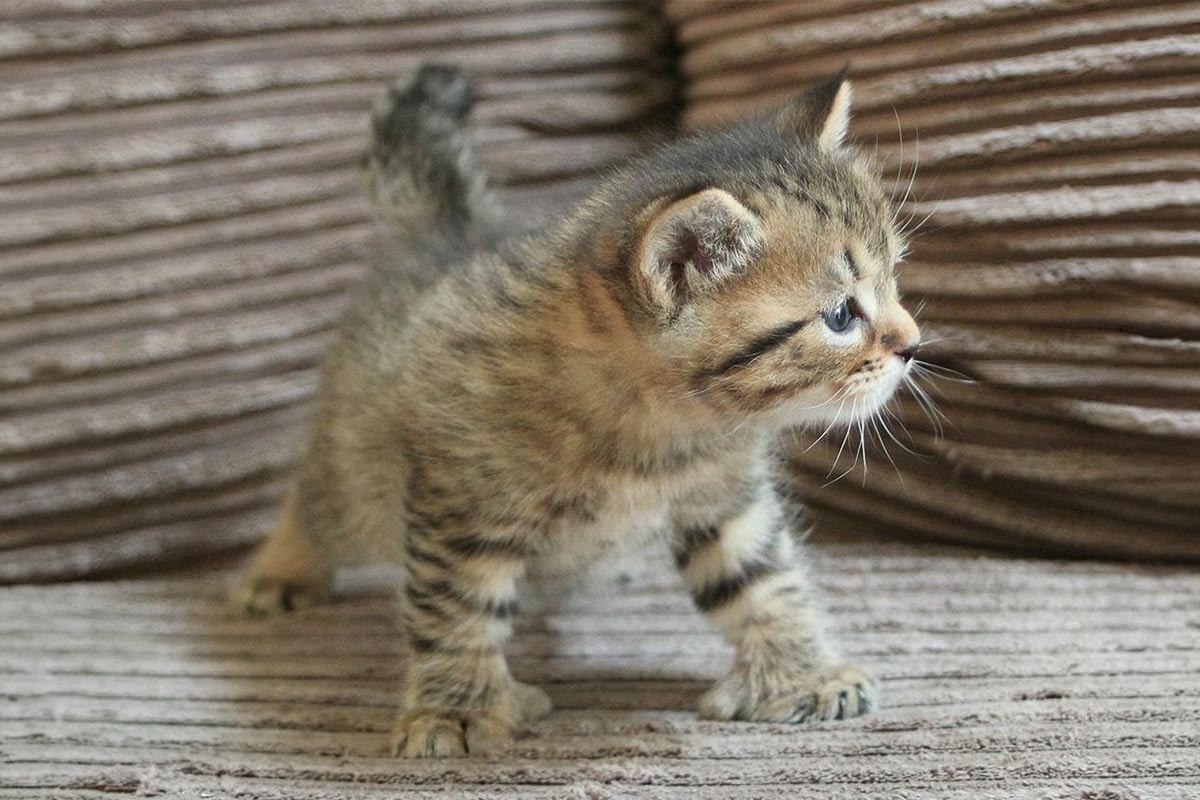 kısa kuyruklu yavru kedi ayakta durmuş sol tarafa bakıyor