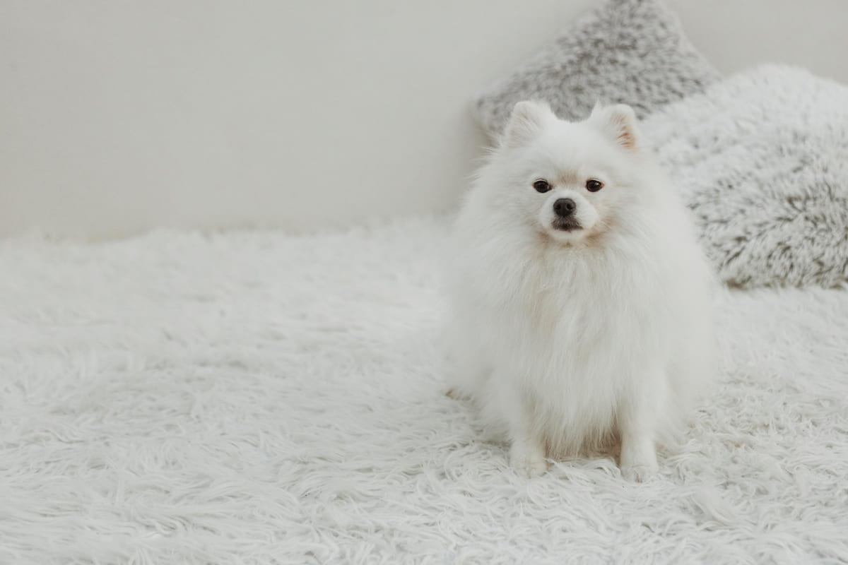 beyaz tüylere sahip Pomeranian ırkı köpek