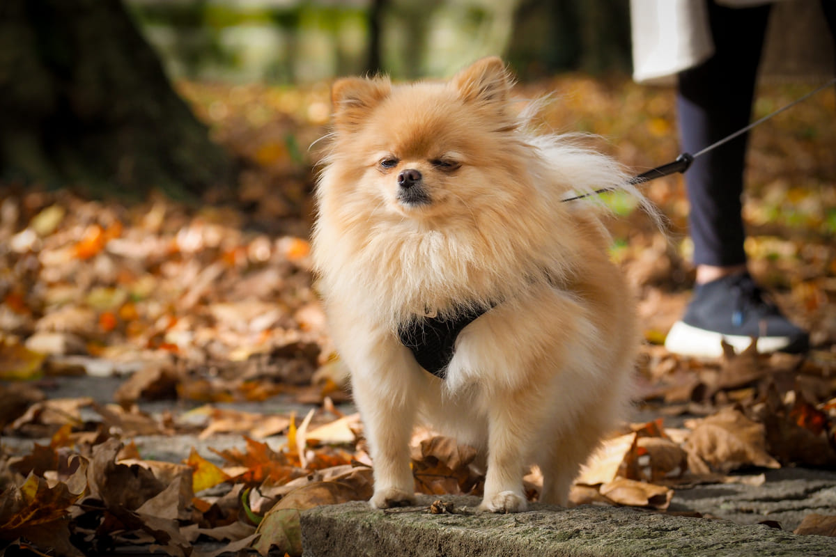 sahibiyle dışarıda zaman geçiren Pomeranian ırkı köpek