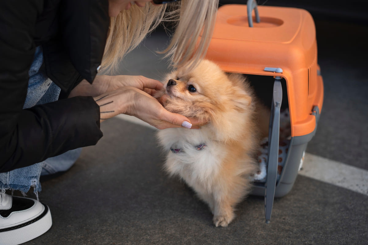 taşıma kutusundan dışarı çıkan Pomeranian ırkı köpek