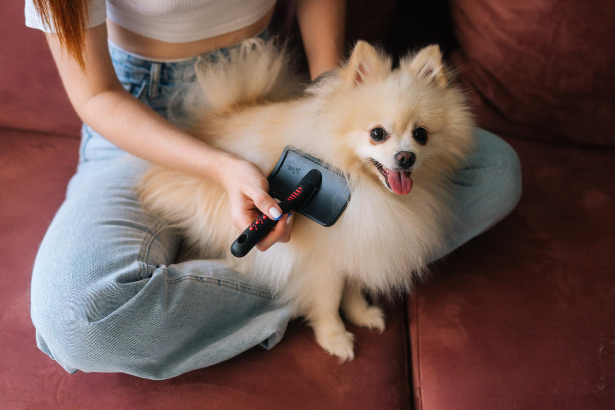 sahibinin kucağında tüyleri taranan Pomeranian ırkı köpek