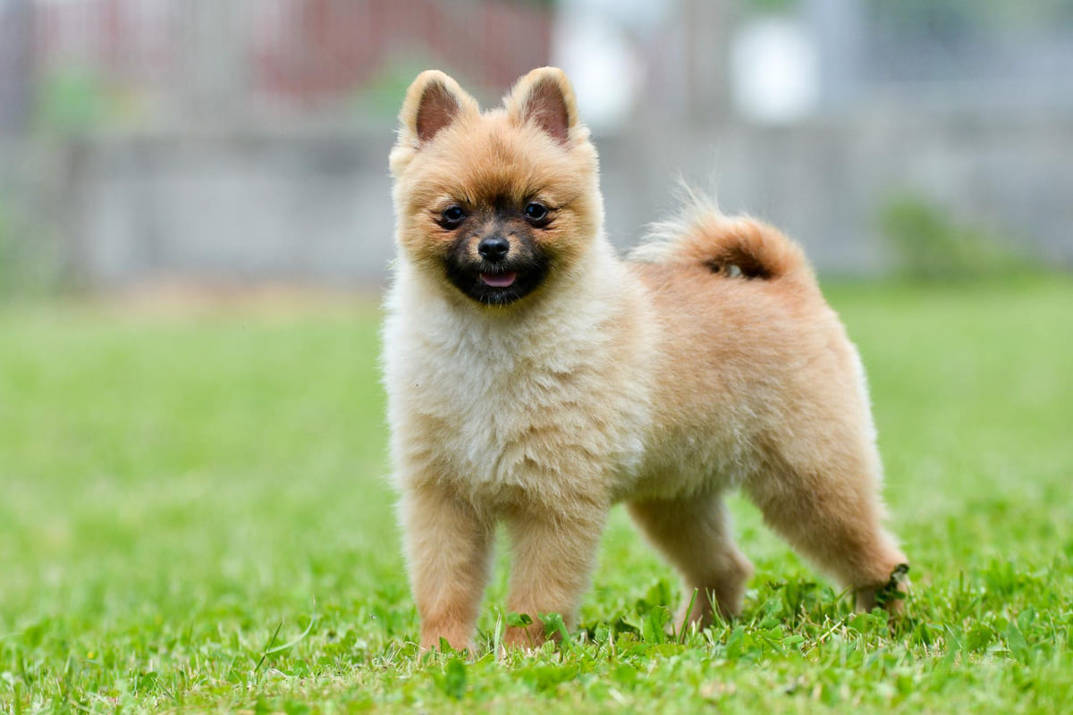 çimlerde ayakta duran yavru Pomeranian ırkı köpek