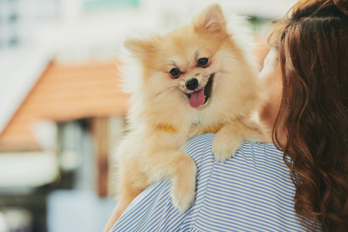sahibinin omzundan çevreye bakan Pomeranian ırkı köpek