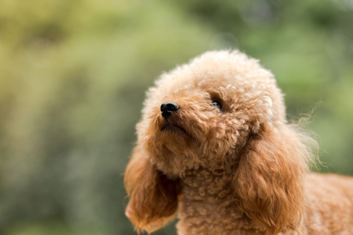 yukarıya bakan poodle köpek