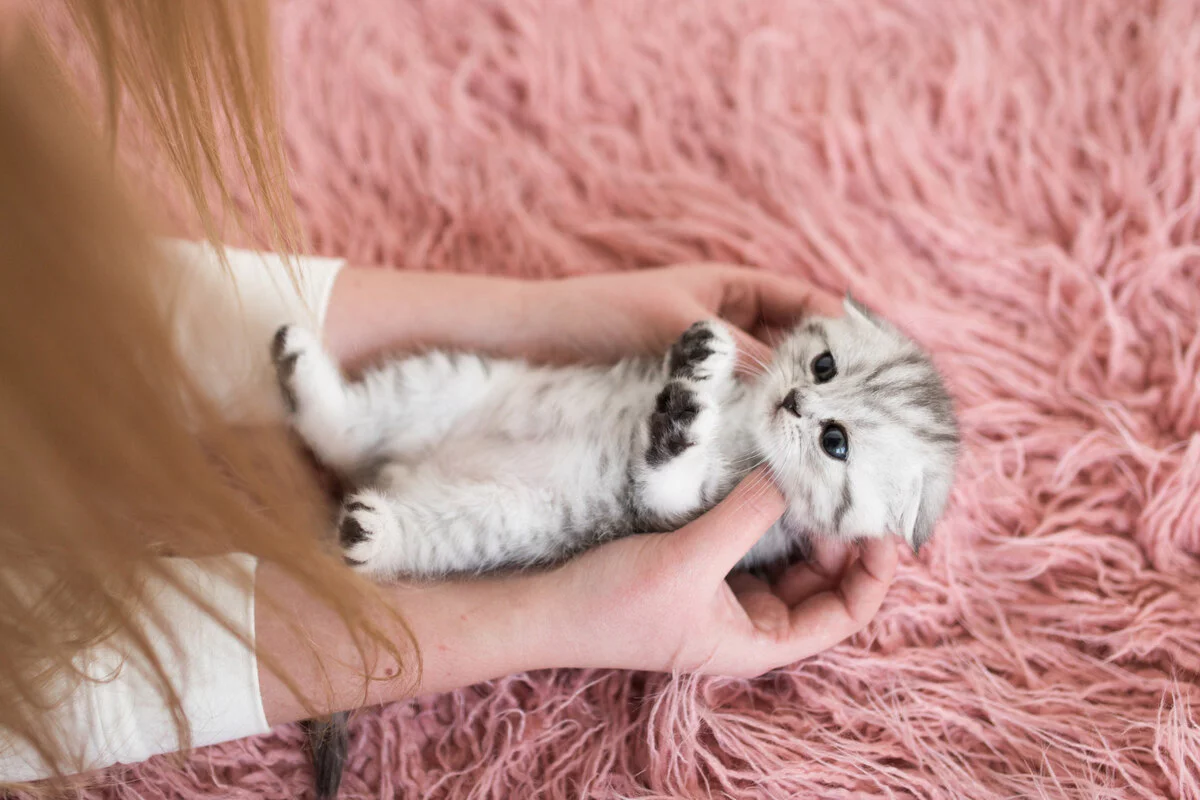 pembe örtünün üzerinde yatan yavru dişi kedi