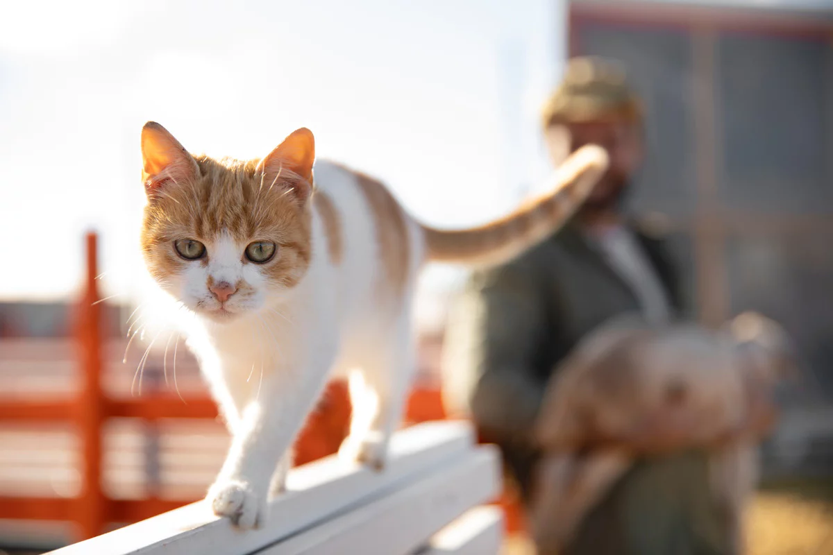 dar bir alanda yürüyen sarı beyaz kedi